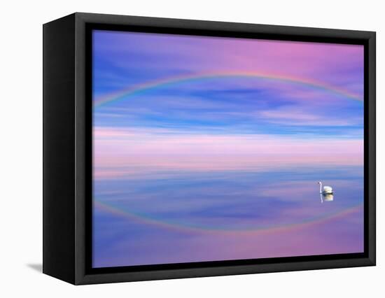 Rainbow Reflecting over Swan-Cindy Kassab-Framed Premier Image Canvas