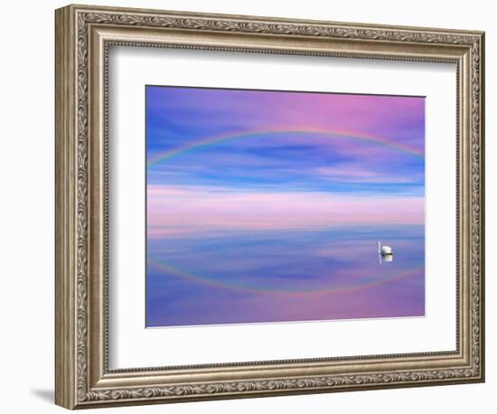 Rainbow Reflecting over Swan-Cindy Kassab-Framed Photographic Print