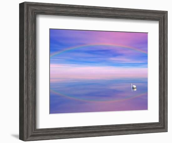 Rainbow Reflecting over Swan-Cindy Kassab-Framed Photographic Print