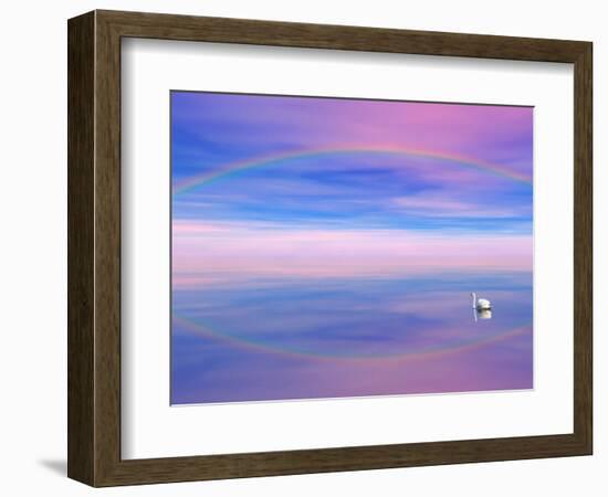 Rainbow Reflecting over Swan-Cindy Kassab-Framed Photographic Print