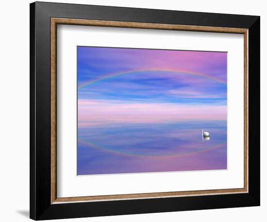 Rainbow Reflecting over Swan-Cindy Kassab-Framed Photographic Print