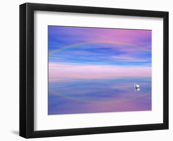 Rainbow Reflecting over Swan-Cindy Kassab-Framed Photographic Print