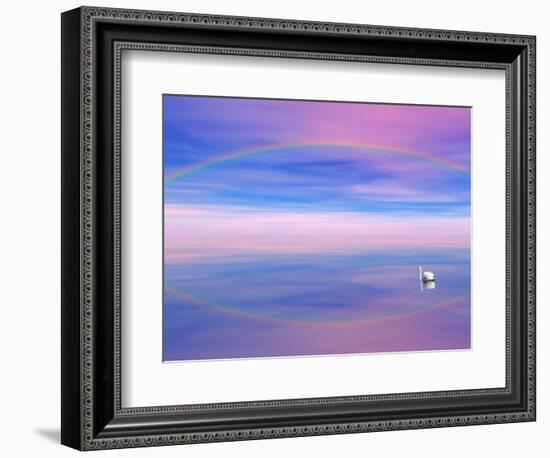 Rainbow Reflecting over Swan-Cindy Kassab-Framed Photographic Print