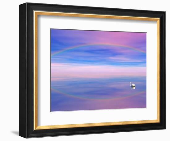 Rainbow Reflecting over Swan-Cindy Kassab-Framed Photographic Print