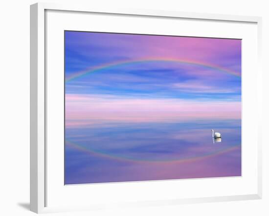 Rainbow Reflecting over Swan-Cindy Kassab-Framed Photographic Print