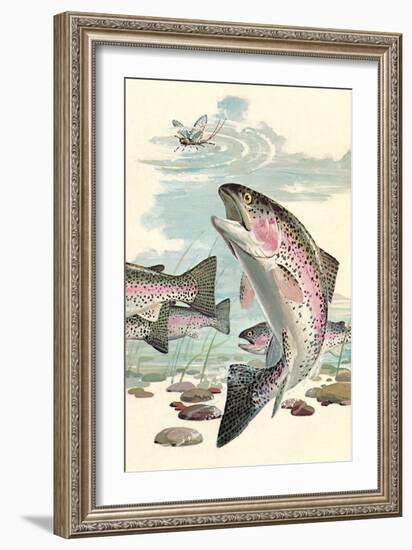 Rainbow Trout Eying Dragonfly-null-Framed Art Print