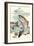 Rainbow Trout Eying Dragonfly-null-Framed Art Print