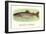 Rainbow Trout, Hailey-null-Framed Art Print