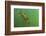 Rainbow trout in green turbid waters, Colorado, USA-Charlie Summers-Framed Photographic Print