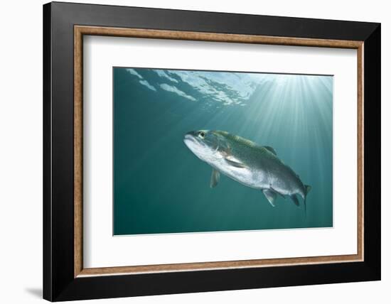 Rainbow Trout (Oncorhynchus Mykiss) in Lake, Capernwray, Lancashire, UK, July-Alex Mustard-Framed Photographic Print