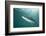 Rainbow Trout (Oncorhynchus Mykiss) in Lake, Capernwray, Lancashire, UK, July-Alex Mustard-Framed Photographic Print