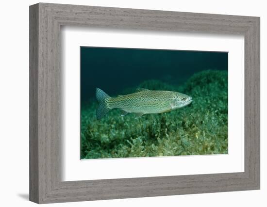 Rainbow Trout (Oncorhynchus Mykiss).-Reinhard Dirscherl-Framed Photographic Print