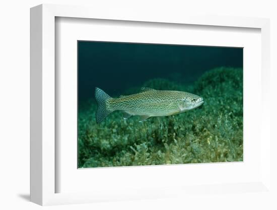 Rainbow Trout (Oncorhynchus Mykiss).-Reinhard Dirscherl-Framed Photographic Print