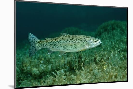 Rainbow Trout (Oncorhynchus Mykiss).-Reinhard Dirscherl-Mounted Photographic Print