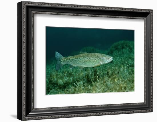 Rainbow Trout (Oncorhynchus Mykiss).-Reinhard Dirscherl-Framed Photographic Print