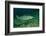 Rainbow Trout (Oncorhynchus Mykiss).-Reinhard Dirscherl-Framed Photographic Print