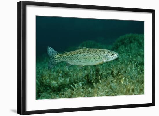 Rainbow Trout (Oncorhynchus Mykiss).-Reinhard Dirscherl-Framed Photographic Print