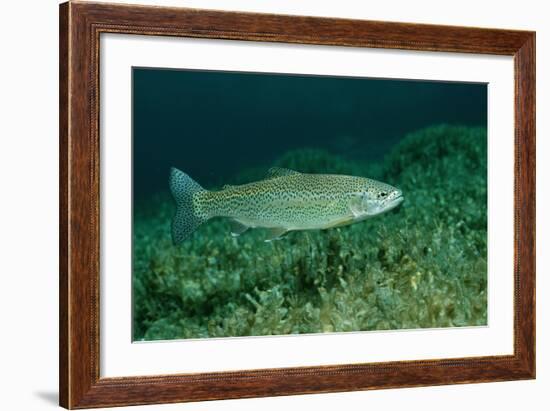 Rainbow Trout (Oncorhynchus Mykiss).-Reinhard Dirscherl-Framed Photographic Print