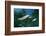 Rainbow Trout (Oncorhynchus Mykiss)-Reinhard Dirscherl-Framed Photographic Print