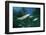 Rainbow Trout (Oncorhynchus Mykiss)-Reinhard Dirscherl-Framed Photographic Print