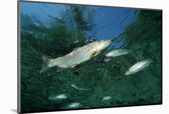 Rainbow Trout (Oncorhynchus Mykiss)-Reinhard Dirscherl-Mounted Photographic Print