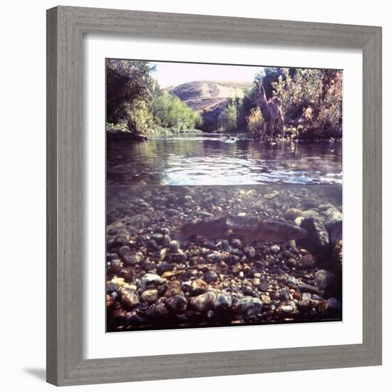 Rainbow Trout Resting in Tributary of Madison River with Fawn Drinking at Water's Edge-George Silk-Framed Photographic Print