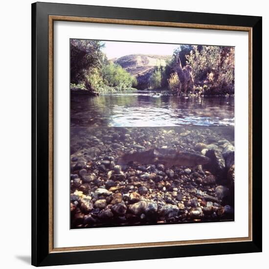 Rainbow Trout Resting in Tributary of Madison River with Fawn Drinking at Water's Edge-George Silk-Framed Photographic Print