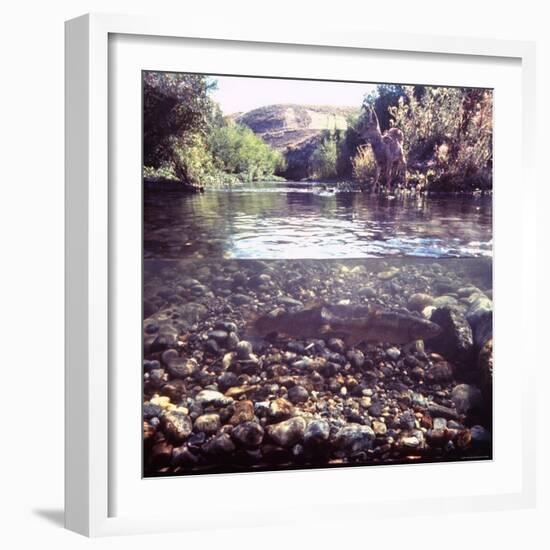 Rainbow Trout Resting in Tributary of Madison River with Fawn Drinking at Water's Edge-George Silk-Framed Photographic Print