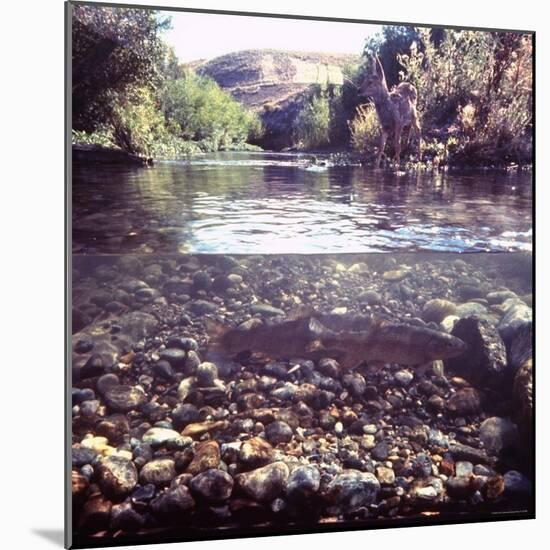 Rainbow Trout Resting in Tributary of Madison River with Fawn Drinking at Water's Edge-George Silk-Mounted Photographic Print