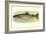 Rainbow Trout-null-Framed Premium Giclee Print