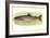 Rainbow Trout-null-Framed Premium Giclee Print