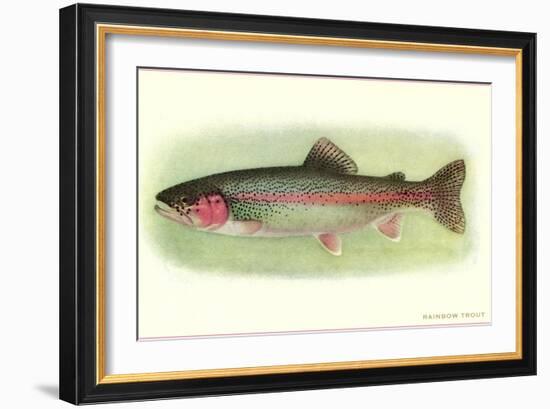 Rainbow Trout-null-Framed Premium Giclee Print