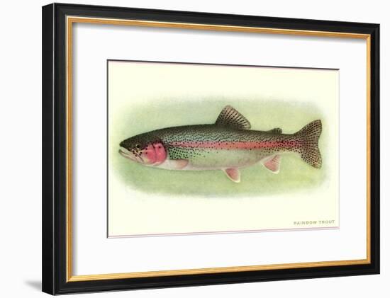 Rainbow Trout-null-Framed Art Print