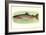 Rainbow Trout-null-Framed Art Print