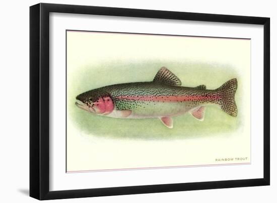 Rainbow Trout-null-Framed Art Print