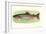 Rainbow Trout-null-Framed Art Print