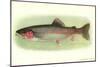 Rainbow Trout-null-Mounted Art Print