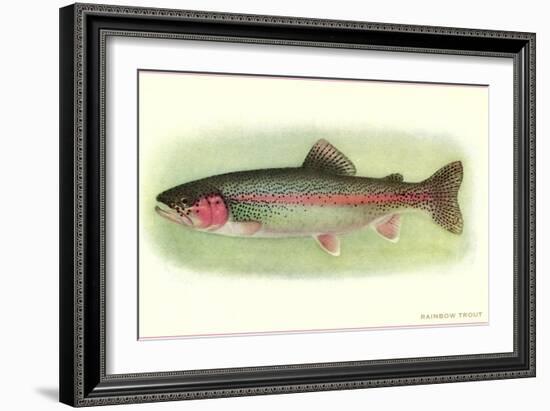 Rainbow Trout-null-Framed Art Print