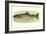 Rainbow Trout-null-Framed Art Print