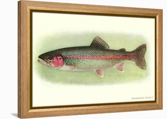 Rainbow Trout-null-Framed Stretched Canvas