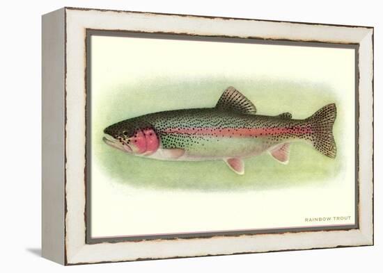 Rainbow Trout-null-Framed Stretched Canvas