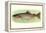 Rainbow Trout-null-Framed Stretched Canvas