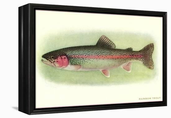 Rainbow Trout-null-Framed Stretched Canvas