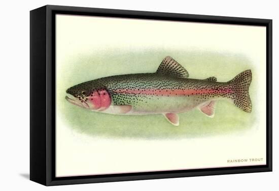 Rainbow Trout-null-Framed Stretched Canvas