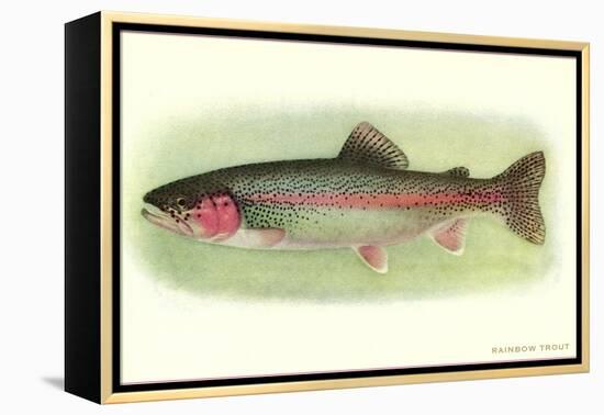 Rainbow Trout-null-Framed Stretched Canvas