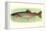 Rainbow Trout-null-Framed Stretched Canvas