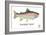 Rainbow Trout-Mark Frost-Framed Giclee Print