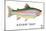 Rainbow Trout-Mark Frost-Mounted Giclee Print