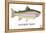 Rainbow Trout-Mark Frost-Framed Premier Image Canvas