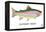 Rainbow Trout-Mark Frost-Framed Premier Image Canvas